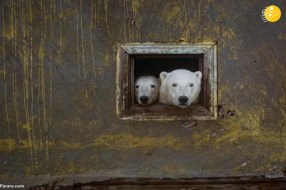 خرس های قوتبی در یک استانی هواوناسی متروکه دوران شوری/ دیمیتری کوخ