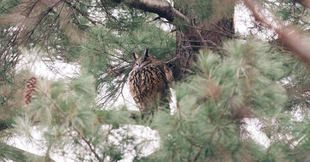فلاکو، جغد باغ وحش سنترال پارک، طعم آزادی را می‌چشد و عجله‌ای برای بازگشت ندارد